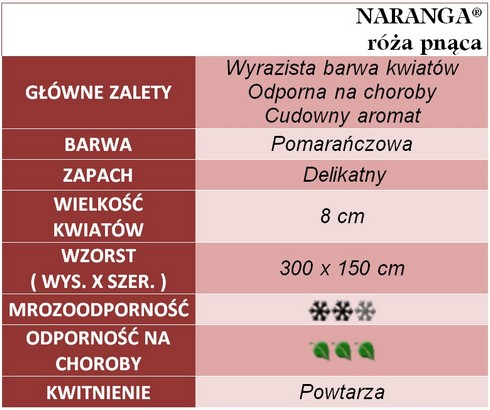 naranga róże pnące gł. zal